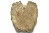 Hadrosaur (Edmontosaurus) Vertebra Centrum - Montana #316918-2